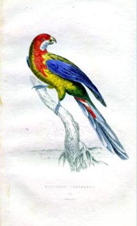 parrot