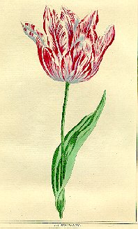 Tulips 1