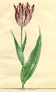 Tulips 5